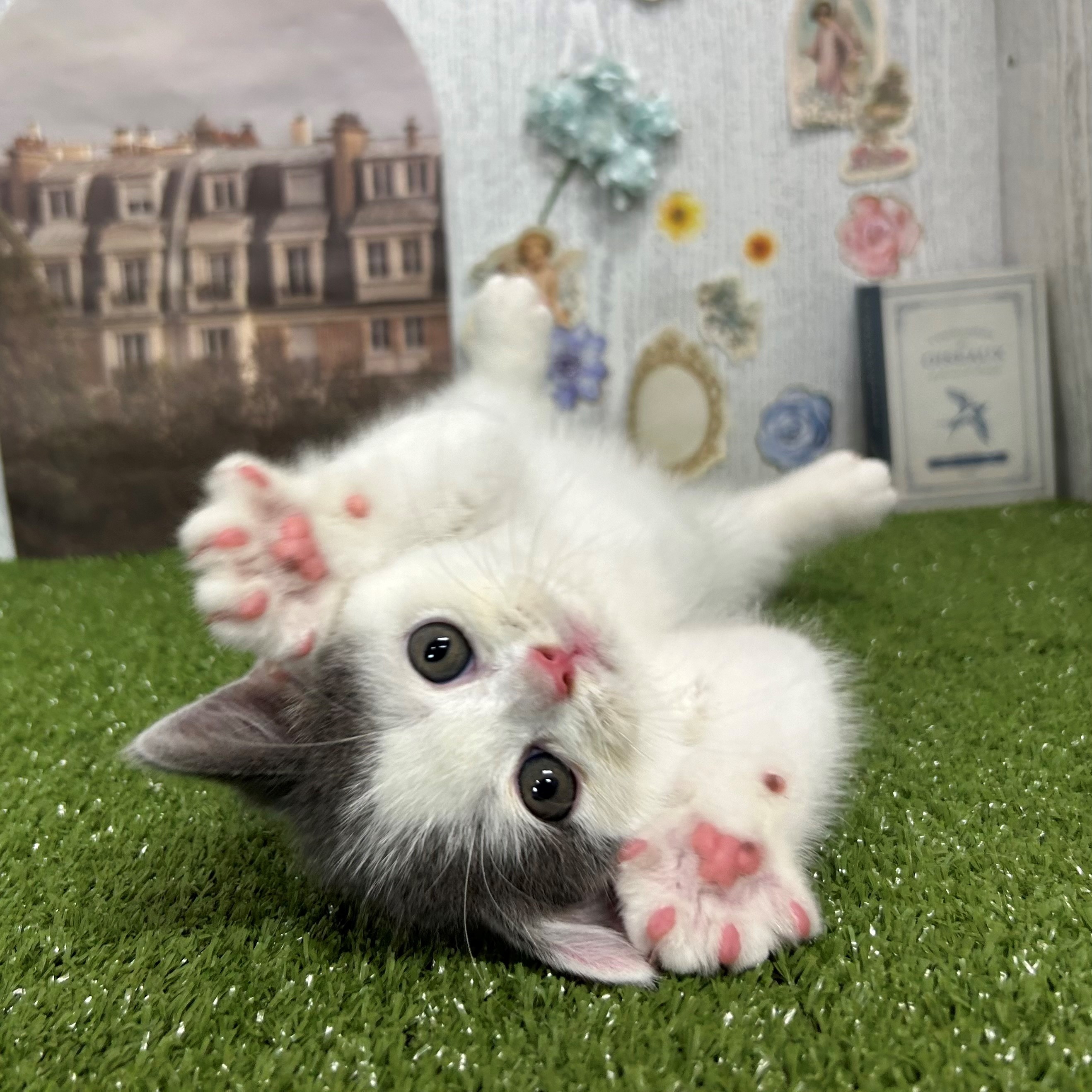 🌟新入り仔犬ちゃん仔猫ちゃんのご紹介🌟 | ペットショップ 犬の家&猫